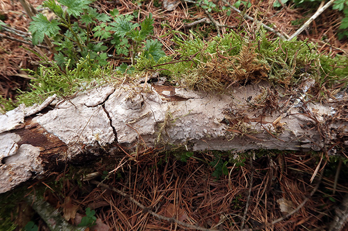 Corticale su corteccia di Larix